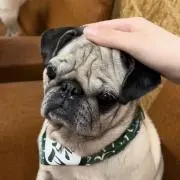 こねの画像