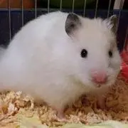 かなたの画像