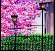 P　次回7/4夜発送(7/5集荷扱い)の画像