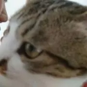 タンポポの画像