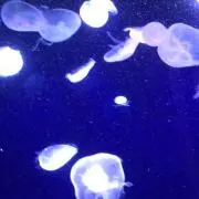 さちこの画像