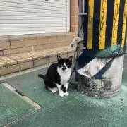 た