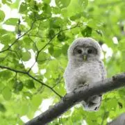 ふくろう