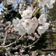 さくらの画像
