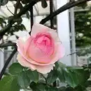 メルの画像