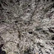 なっちゃん