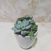 ハクの画像
