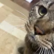 ミミの画像