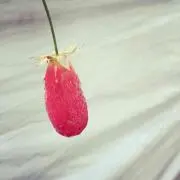 イクオ