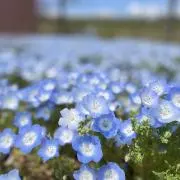 レモンの画像