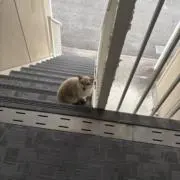 MGMGの画像