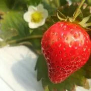 いちごの画像