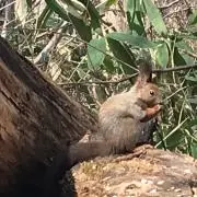 しらぬいの画像