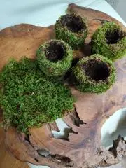 苔玉工房の画像