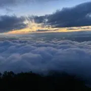 きなこの画像
