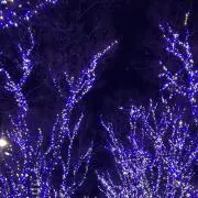 らーるの画像