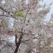 虹in大阪