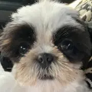 サトケンの画像