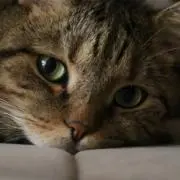 ぬんの画像