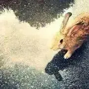 るーの画像