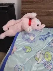 あっちゃんの画像