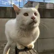 小福の画像