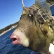 サササーフの画像