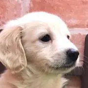 ラムの画像