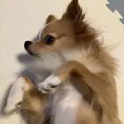 真央王の画像
