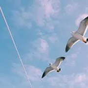 ボアロの画像