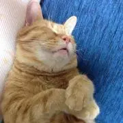 ちびもも