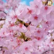 Sheyの画像