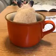 ゆこりの画像