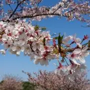 トリトリの画像