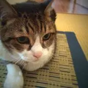 ナナイロの画像