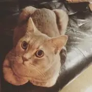 とし
