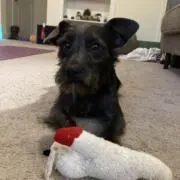 Tobiの画像