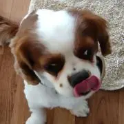 ちょこの画像
