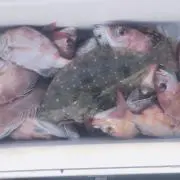 釣りバカジュニア