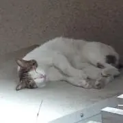 こーず