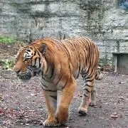 やすくん
