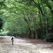 トレインの画像