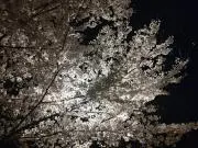 にしの画像
