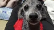 キヨコ。
