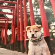あきの画像