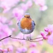 とち