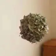 はるの画像