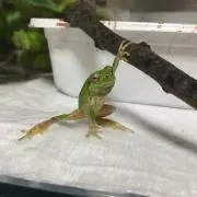 タカの画像