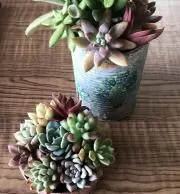 きらり☆の画像