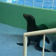 ぽんの画像